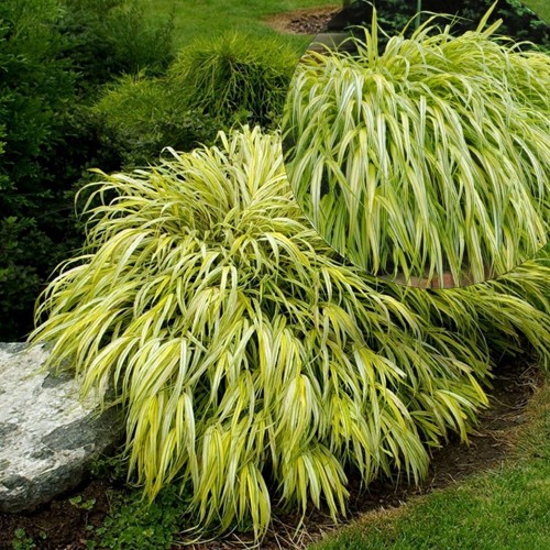 Hakonechloa macra 'Aureola' - Ainuroog 'Aureola' P9/0,55L 